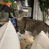 Thumbnail photo of Venus #2