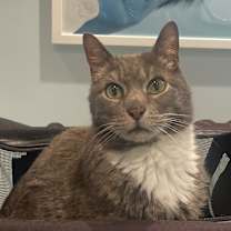 Thumbnail photo of Mallory fka Stormy #1