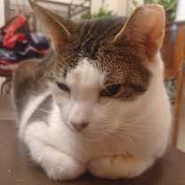 Thumbnail photo of Furiosa #2