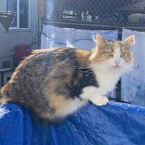 Thumbnail photo of Pia #2