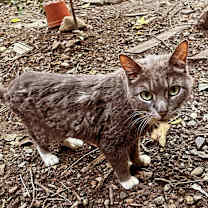 Thumbnail photo of Mallory fka Stormy #2