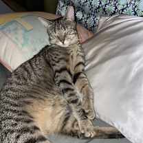Thumbnail photo of Venus #3