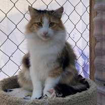 Thumbnail photo of Pia #4