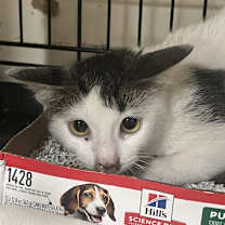 Thumbnail photo of Zuri #3