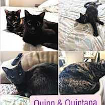 Thumbnail photo of QUINN #1