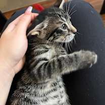 Thumbnail photo of Phluffy #3