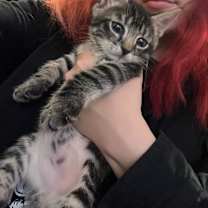 Thumbnail photo of Phluffy #4