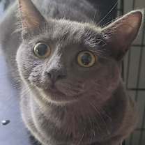 Thumbnail photo of Misty #1