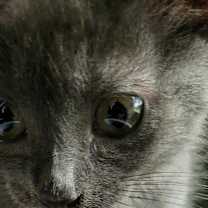 Thumbnail photo of Misty #2