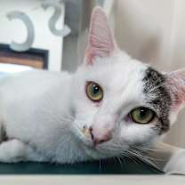 Thumbnail photo of bookie #1