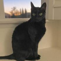 Thumbnail photo of Mr. Whiskers #1