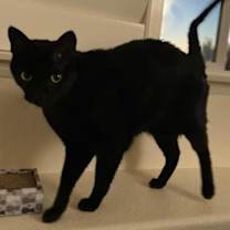 Thumbnail photo of Mr. Whiskers #2