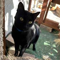 Thumbnail photo of Mr. Whiskers #3
