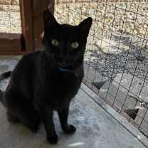 Thumbnail photo of Mr. Whiskers #4