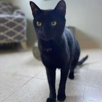 Thumbnail photo of Poe #4