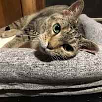 Thumbnail photo of Dora #1