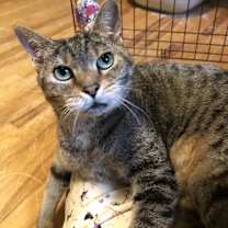 Thumbnail photo of Dora #2
