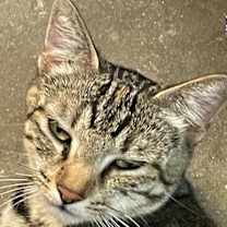 Thumbnail photo of Lily.2 #1
