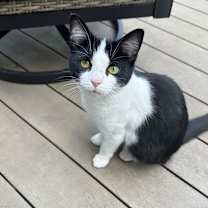 Thumbnail photo of Suri #1