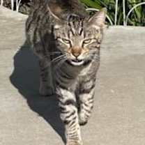 Thumbnail photo of Lily.2 #2