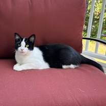 Thumbnail photo of Suri #2