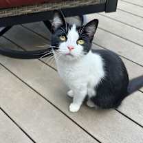 Thumbnail photo of Suri #3