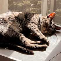Thumbnail photo of MOWGLI #1