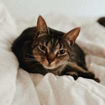 Thumbnail photo of MOWGLI #2