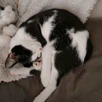 Thumbnail photo of BEEMER #2