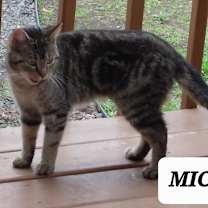 Thumbnail photo of Mickey #2
