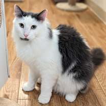 Thumbnail photo of Murph #1
