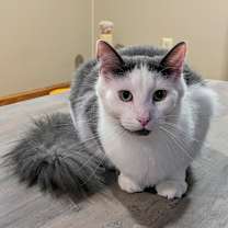 Thumbnail photo of Murph #3