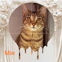 Thumbnail photo of Moe #1