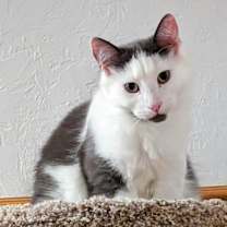 Thumbnail photo of Murph #4