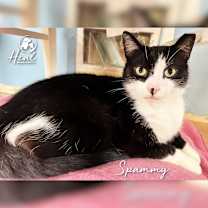 Thumbnail photo of Spammy #2