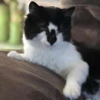 Thumbnail photo of Alana - Blind #4