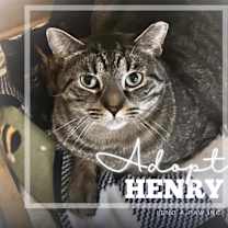 Thumbnail photo of Henry #1