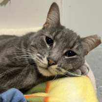 Thumbnail photo of Cassidy #2