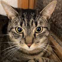 Thumbnail photo of Simon #3