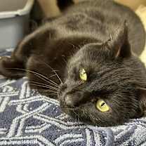 Thumbnail photo of Binx #1