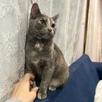 Thumbnail photo of Petunia #3