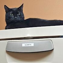 Thumbnail photo of Binx #2