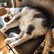 Thumbnail photo of Annabelle #3
