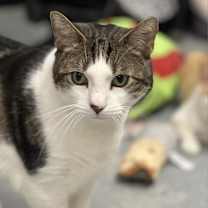 Thumbnail photo of Bradley #3