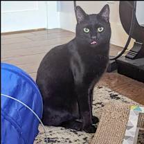 Thumbnail photo of Binx #3