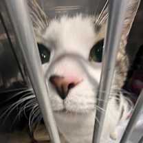 Thumbnail photo of Bradley #4