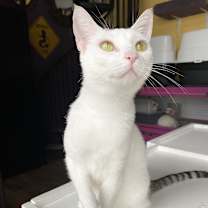 Thumbnail photo of Bella #1