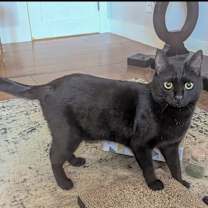Thumbnail photo of Binx #4