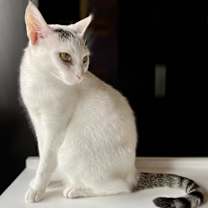 Thumbnail photo of Bella #2