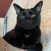 Thumbnail photo of Poncho #1